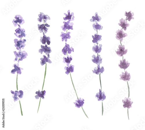 Lavanders isolated on white background