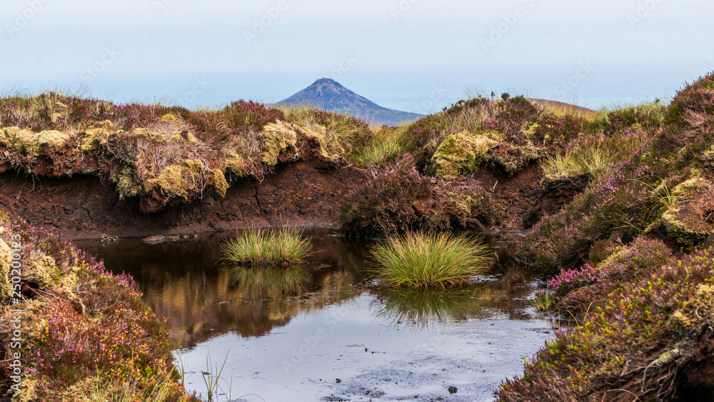 Bog marsh, covered with green grass and purple heather and a large puddle created after the rain, reflecting the sky on Tonduff Mountain peak, in Wicklow Mountains, Ireland.