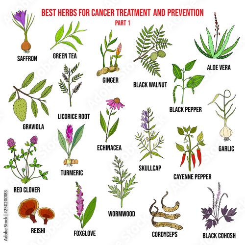 Best herbs for cancer treatment and prevention
