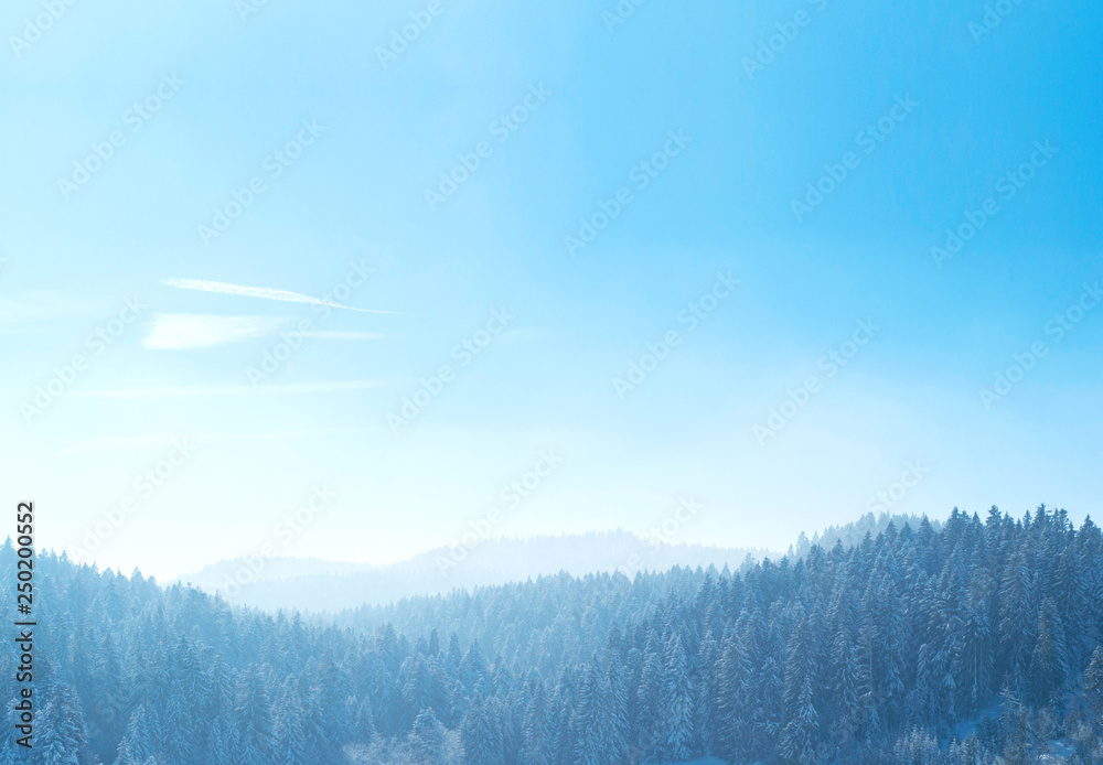 Winter landscape with pine forest and blue sky at the horizon Winter landscape with pine forest and blue sky at the horizon