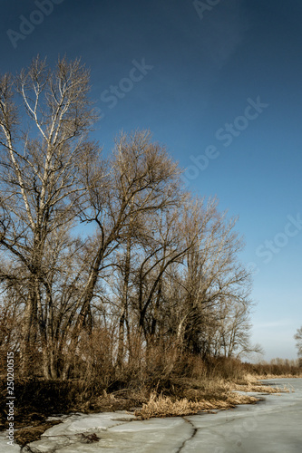 Sunny meadow in early spring. Frozen lake and poplar trees