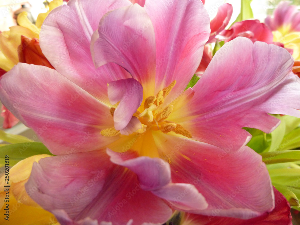 Naklejka premium verwelkende Tulpe