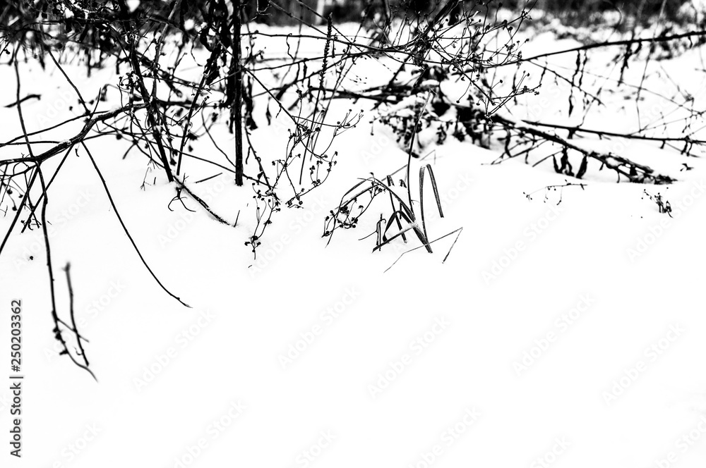 Obraz premium winter