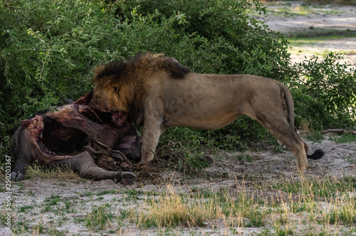 The Savuti North Pride lions roam in the Chobe National Park Botswana.