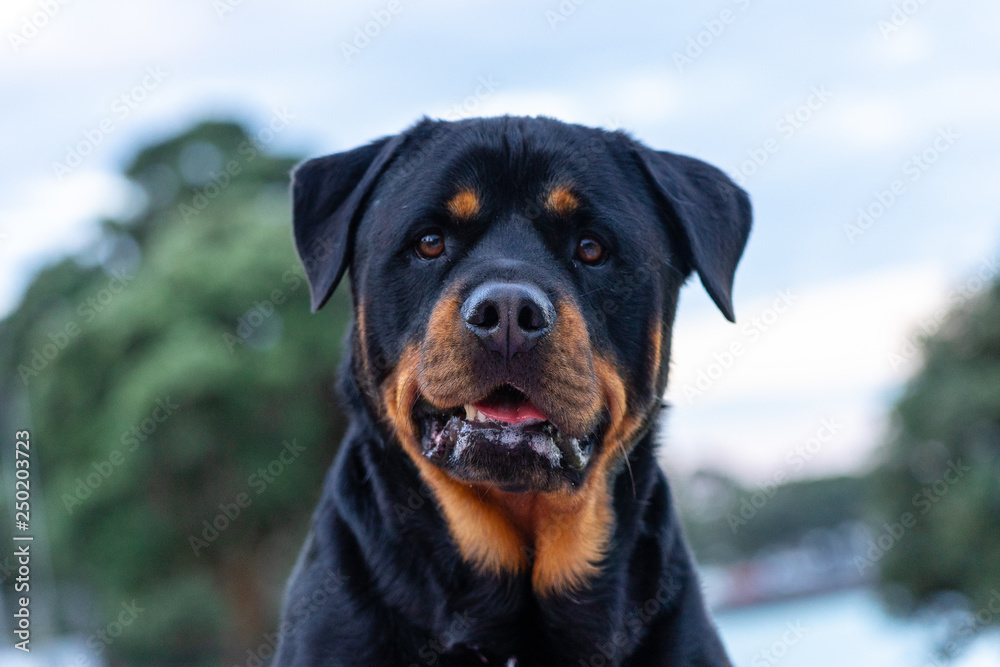 Rottweiler