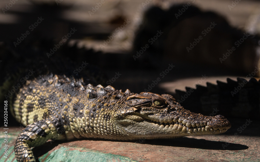 Fototapeta premium Closeup baby crocodile