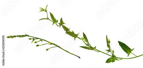 Set of bindweed sprigs with green leaves and buds
