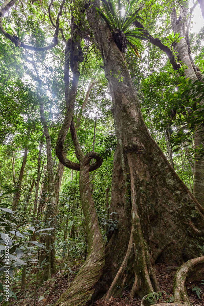 Fototapeta premium Lianas and strangler fig in wild rainforest in Australia