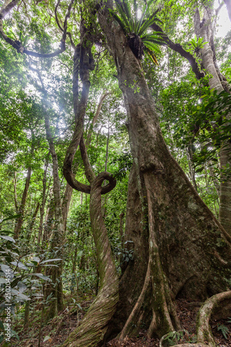 Lianas and strangler fig in wild rainforest in Australia photo