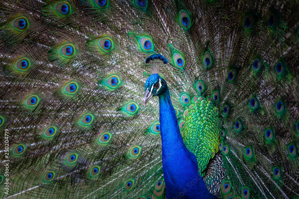 Obraz premium Peacock portrait with fanned tail