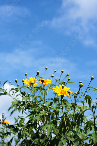 Beautiful Mexican sunflower weed (Bua Tong) and blue sky on the mountain.Tree marigold flowers in Thailand