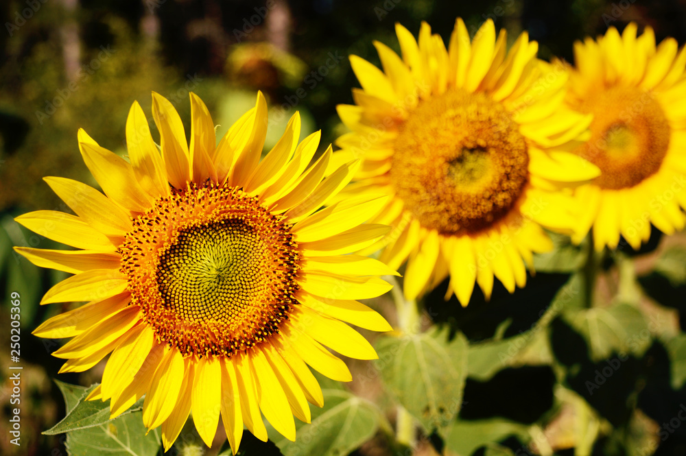 beautiful sunflower flowers in a sunny day close up beautiful sunflower flowers in a sunny day close up