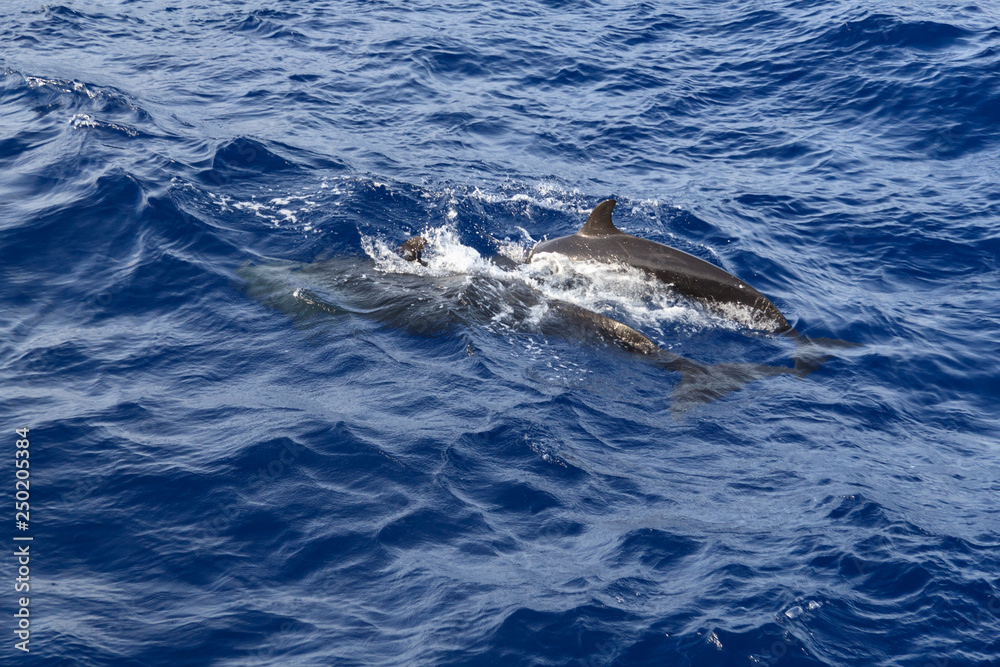 Naklejka premium the grind's family of black dolphins in the open ocean