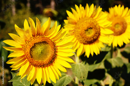 beautiful sunflower flowers in a sunny day close up