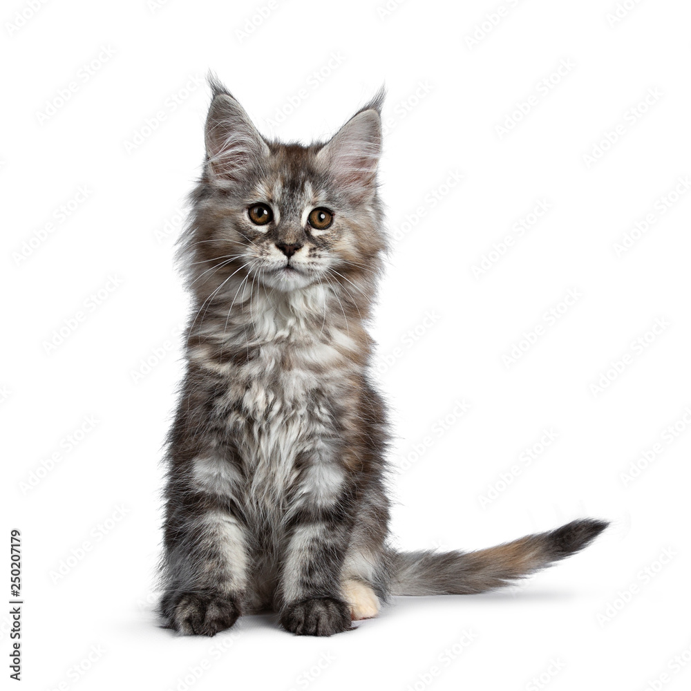 Gorgeous cute Maine Coon cat kitten sitting up. Looking at camera with brown eyes. Isolated on white background. Tail beside body.