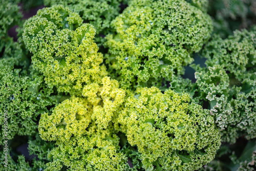 A healthy curly kale growing in the field