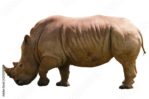 A white african rhinoceros  ceratotherium simum  grazing in the green grass in a nature reserve