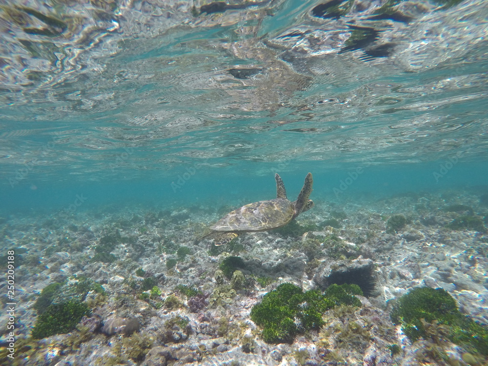 Naklejka premium green sea turtle