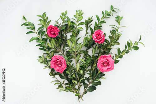top view of flowers composition with pink roses and green boxwood on white background