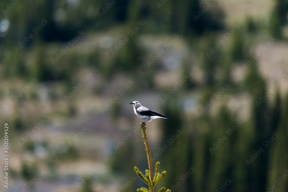 Fototapeta premium Woodpecker
