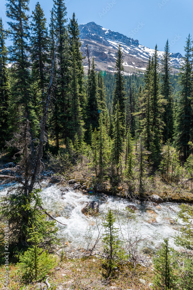 river in forest river in forest