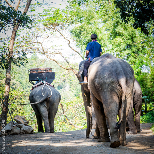 Photography tourist riding on elephants trekking , Chiang mai, Thailand