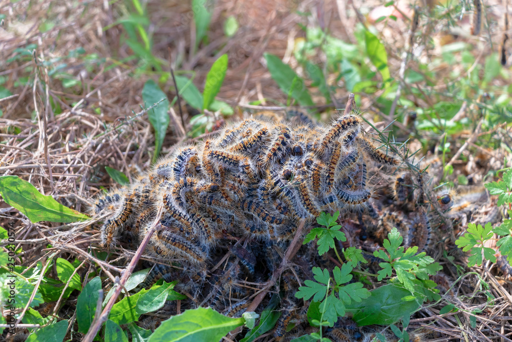 Pine processionary nest Pine processionary nest