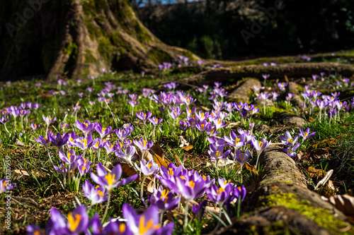Fototapeta Naklejka Na Ścianę i Meble -  Flowering crocuses in a meadow with knotty roots and a tree in background.