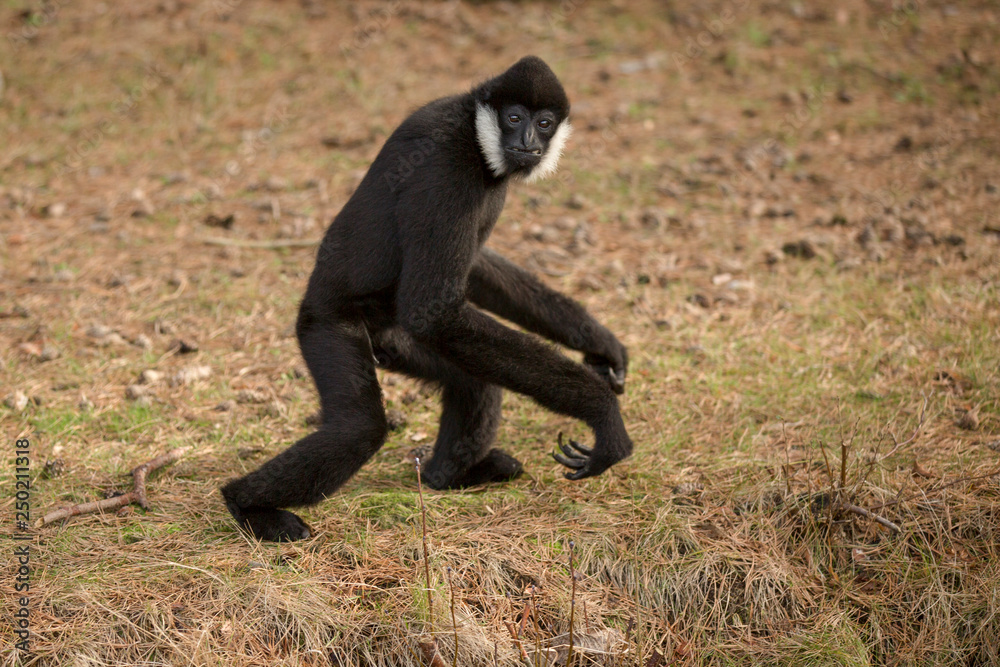 Obraz premium Witwanggibbon wandelt al kijkend weg
