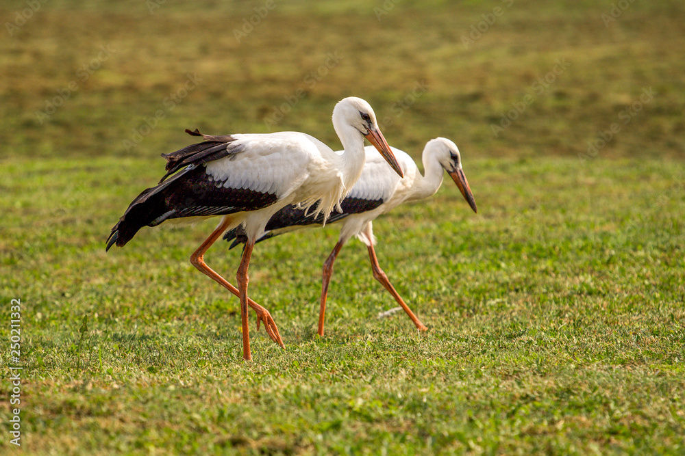 Fototapeta premium White storks in the green meadow