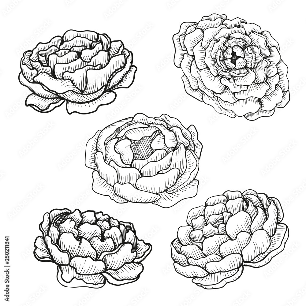 Set of sketches hand drawn peony flowers. Set of sketches hand drawn peony flowers.