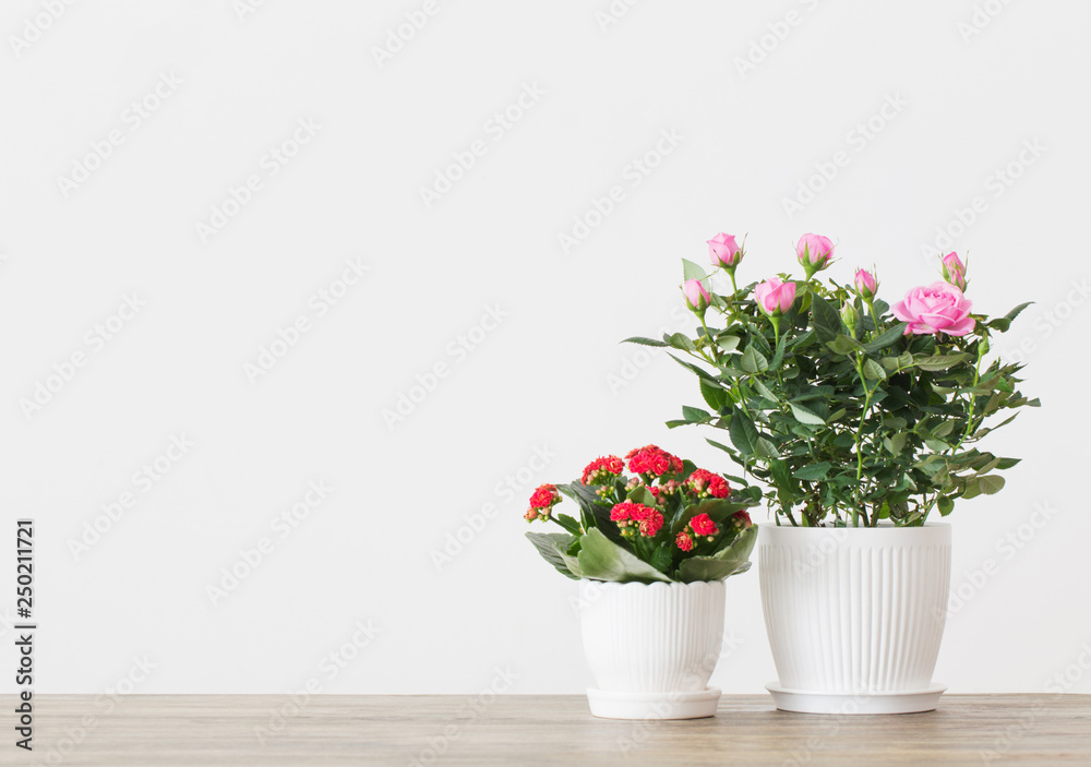 beautiful potted flowers on  background white wall