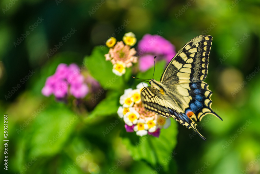 Swallowtail butterfly on a flower with green background Swallowtail butterfly on a flower with green background