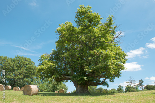 Châtaignier de 400 ans Ariège photo