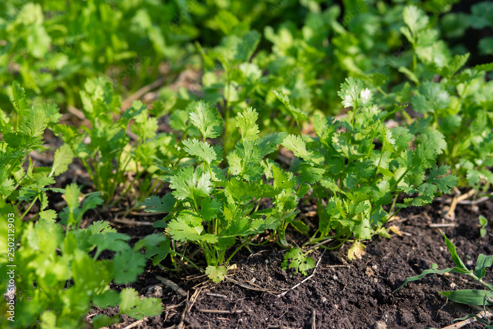 coriander on the ground coriander on the ground