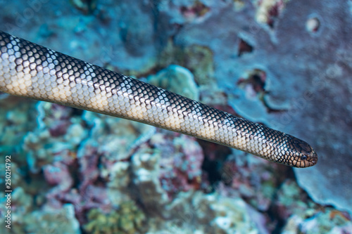 Close-up of Sea Snake in corel reef, Manuk, Indonesia photo