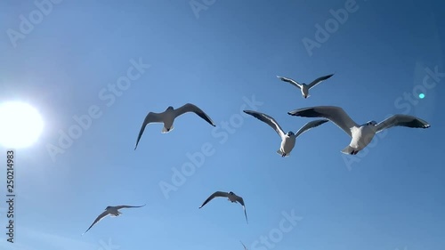 A flock of seagulls in the sky, hovering in the wind