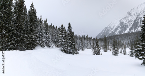 Forest in mountains, winter landscape