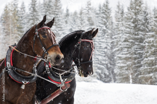 Horse carriage in mountains in winter