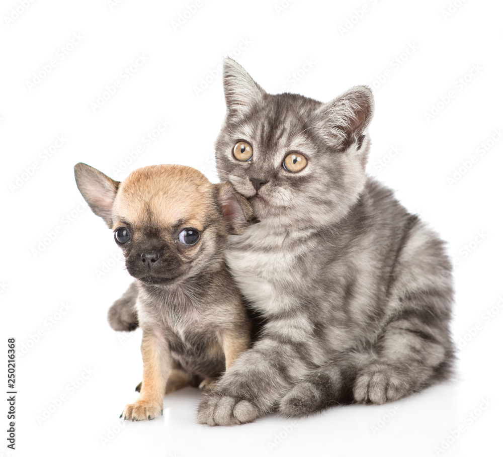 Fototapeta premium Tabby kitten embracing chihuahua puppy. Isolated on white background