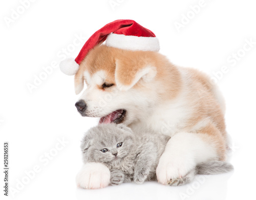 Akita inu puppy in red christmas hat embracing kitten. isolated on white background © Ermolaev Alexandr