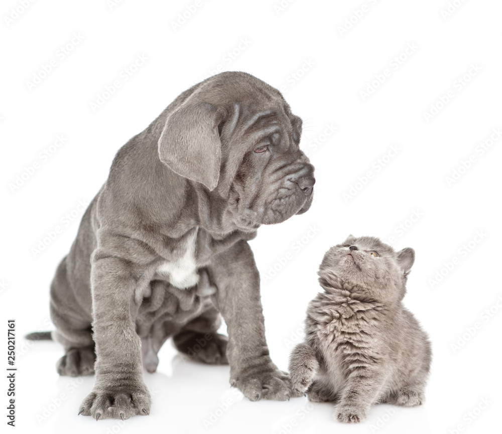 Obraz premium Baby kitten looking at neapolitan mastiff puppy. isolated on white background