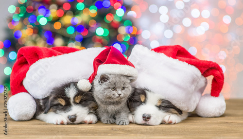 Australian shepherd puppies and baby kitten in red santa hats sleep together with Christmas tree on background