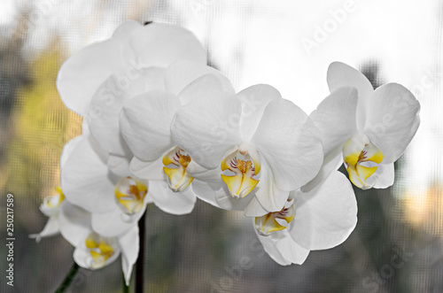 White orchid branch phal flowers, green buds, window background