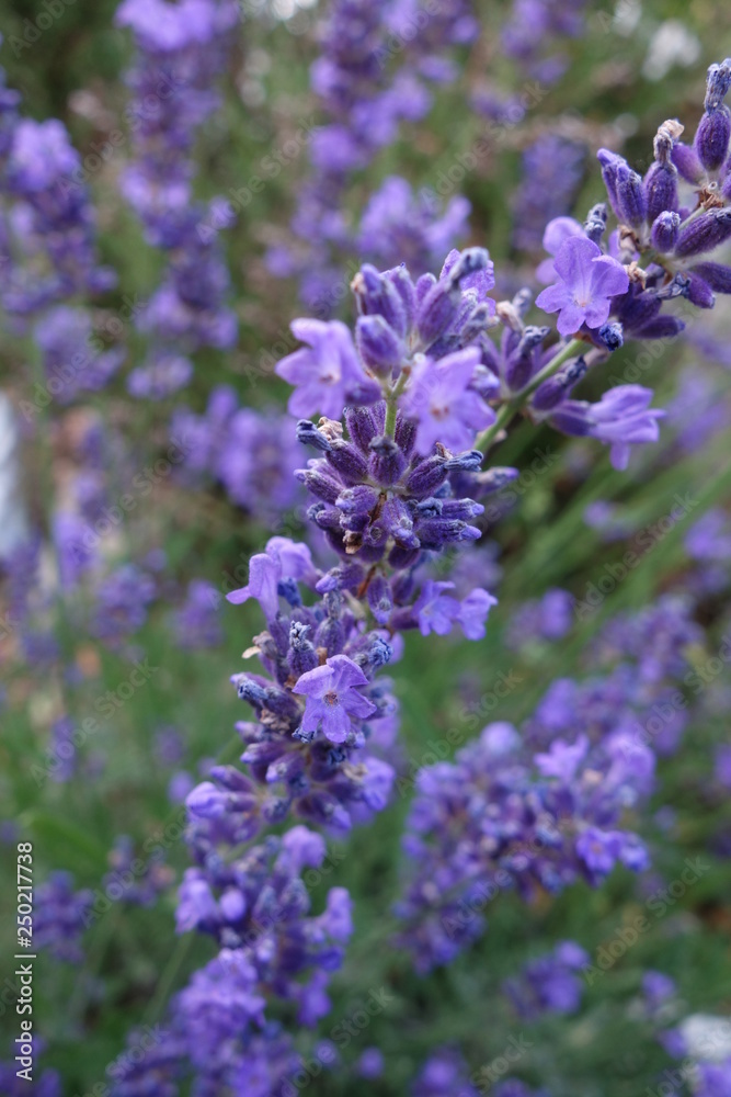 Lavendel Lavendel