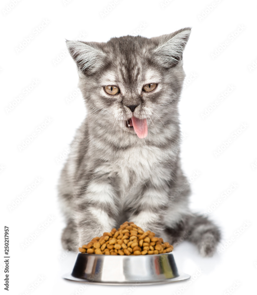 Funny cat stuck out his tongue expressing aversion to dry food