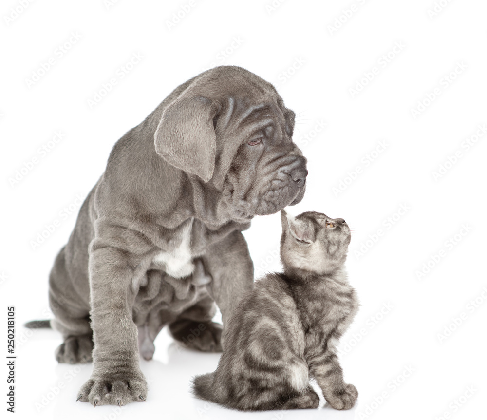 Neapolitan mastiff puppy and gray kitten sitting in profile. isolated on white background Neapolitan mastiff puppy and gray kitten sitting in profile. isolated on white background