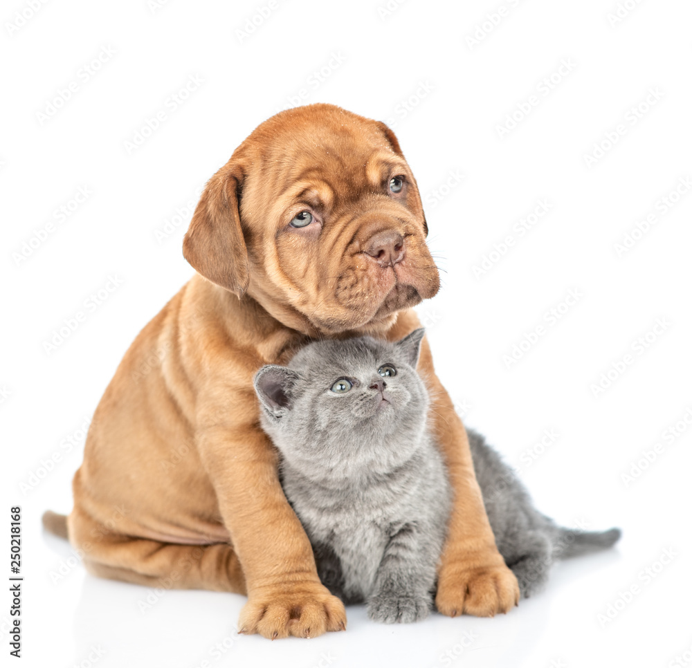 Puppy hugging kitten and looking up. isolated on white background