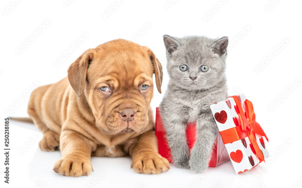 Mastiff puppy with kitten inside gift box. isolated on white background