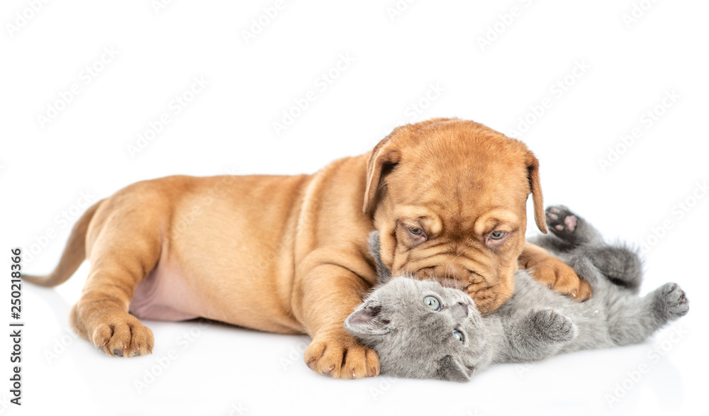 Playful Bordeaux puppy kisses kitten. isolated on white background